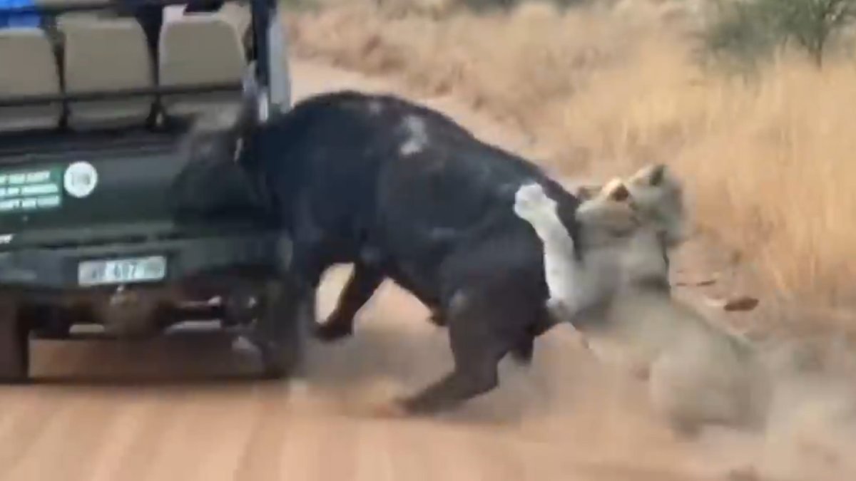 Aslanlardan kurtulmaya çalışan bufalo aracı parçaladı