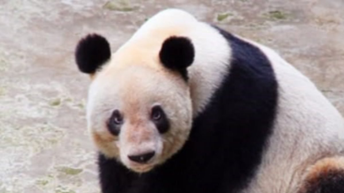 Dünyadaki en yaşlı panda Xin Xing, öldü