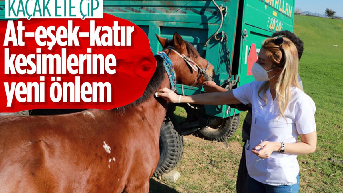 Adana'da kaçak kesimler, at, eşek ve katırlara çip takılarak önlenecek