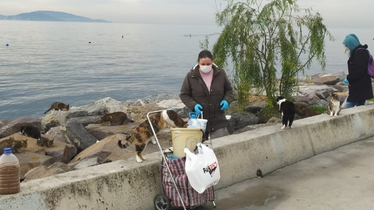 Sahile bırakılan olta ve misina, kedi ölümüne yol açıyor