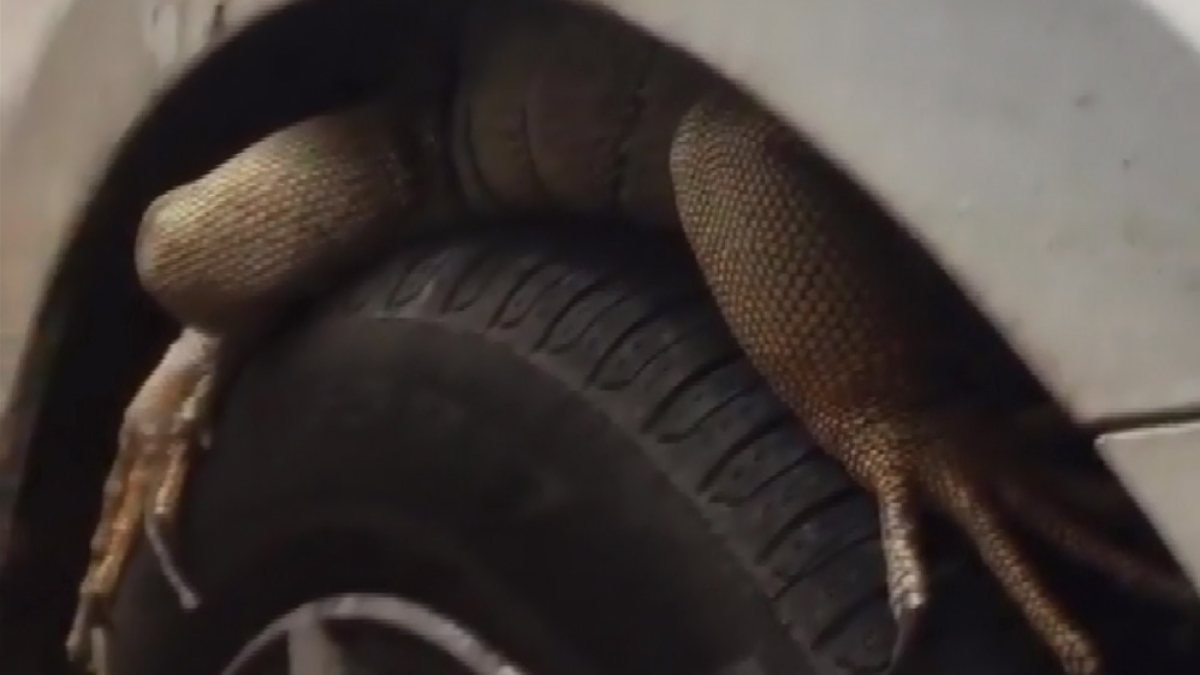 Antalya'da otomobilin ön tekerine giren iguana, güçlükle çıkarıldı