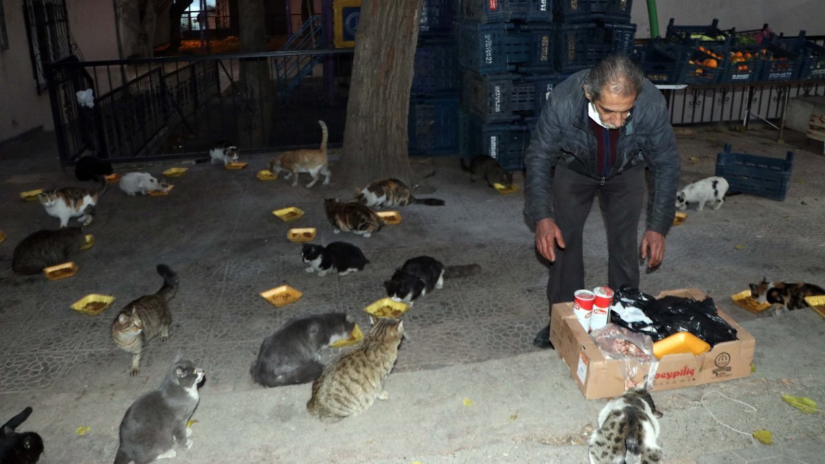 Gaziantep'teki evinde, 200 kediye bakıyor