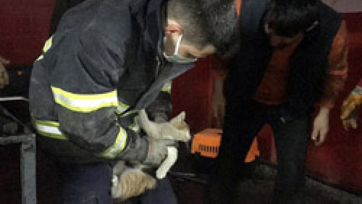Düzce'de aracın camına bırakılan not, kedinin hayatını kurtardı