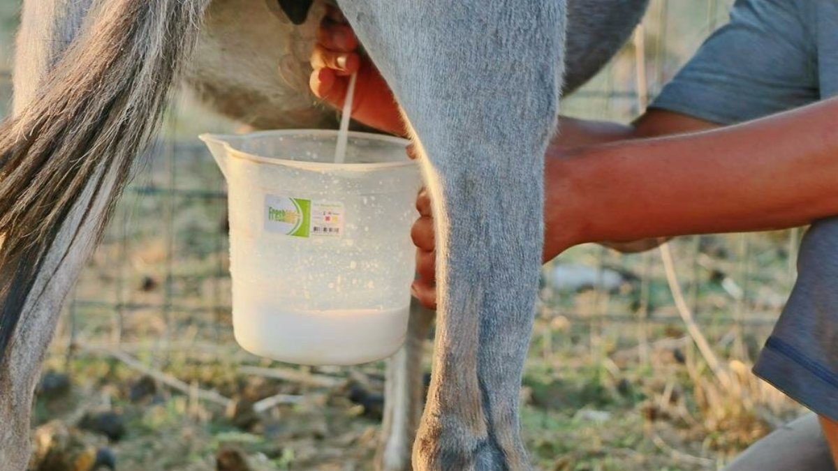 Eşek sütü nedir, içilir mi? Eşek sütü faydaları nelerdir? Eşek sütü sabunu neye iyi gelir?