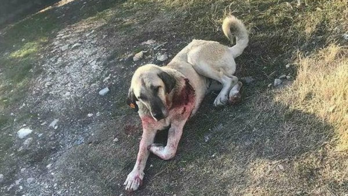 Ankara'da, kendisine saldıran sokak köpeğini bıçakladı