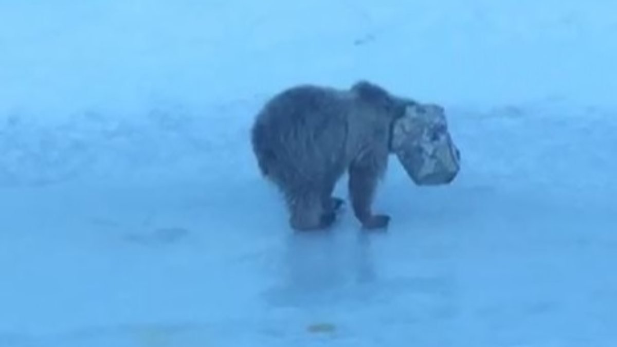 Hakkari'de başı tenekeye sıkışan yavru ayı
