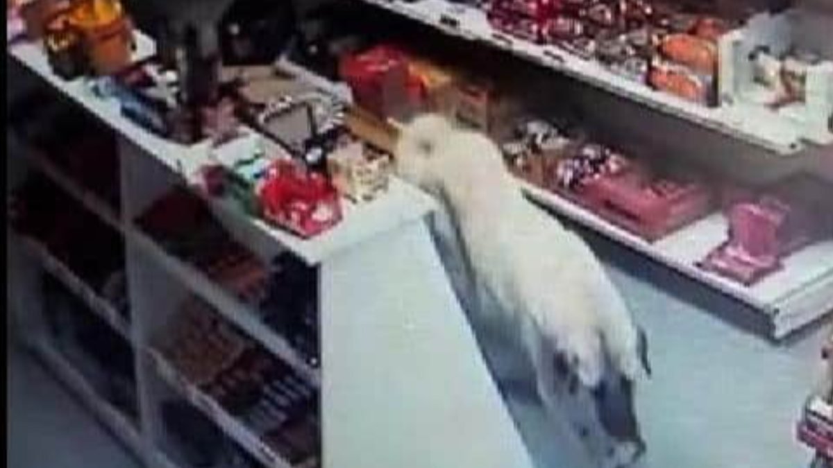 Sivas'ta marketten bisküvi alıp, kaçan köpek kamerada