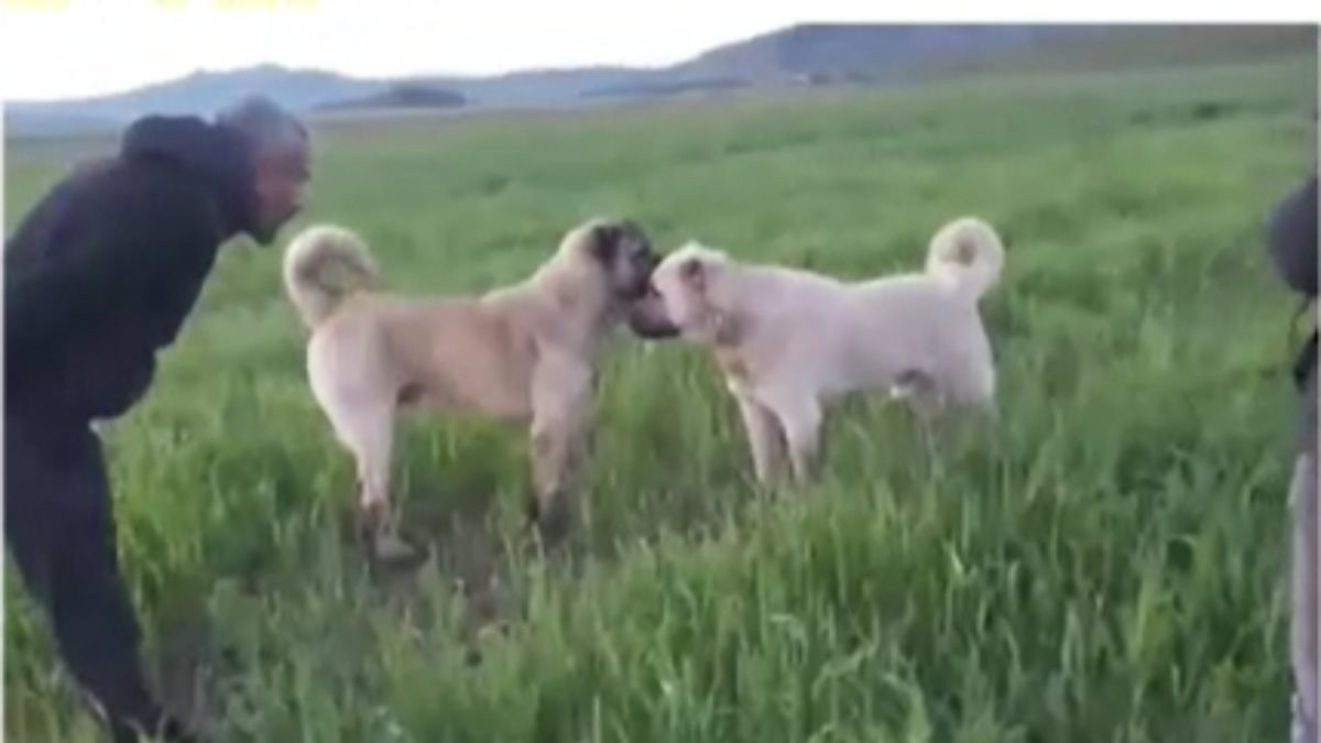 Sivas'ta köpek dövüştüren çiftlik sahibine ceza