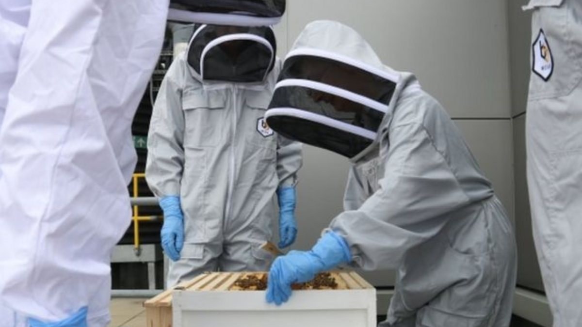 Belçika, uyuşturucu ile mücadelede bal arılarını kullanacak