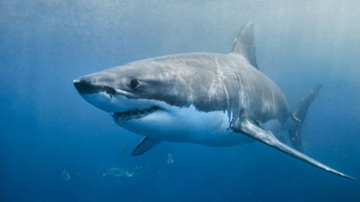Bahamalar'daki deniz koruma alanında yaşayan köpek balıklarında zehirli metal keşfedildi