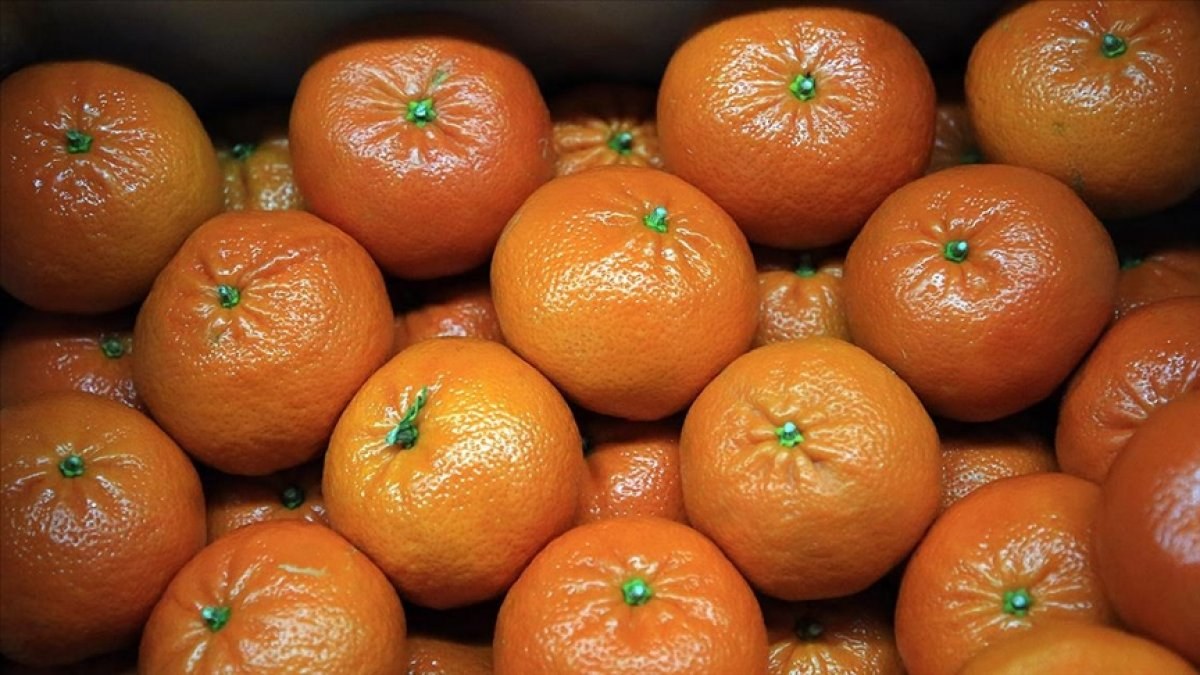 Doğu Akdeniz turunçgil ihracatında liderliğini korudu