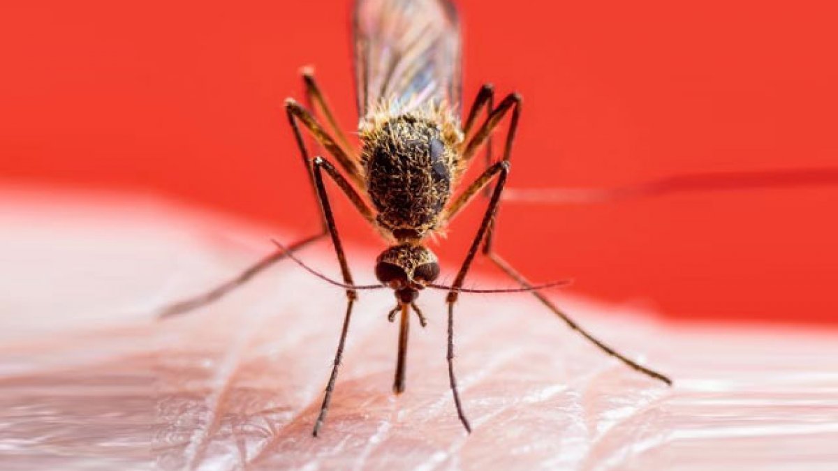 İstanbul’daki sıcaklık sivrisinek popülasyonunu da etkiledi