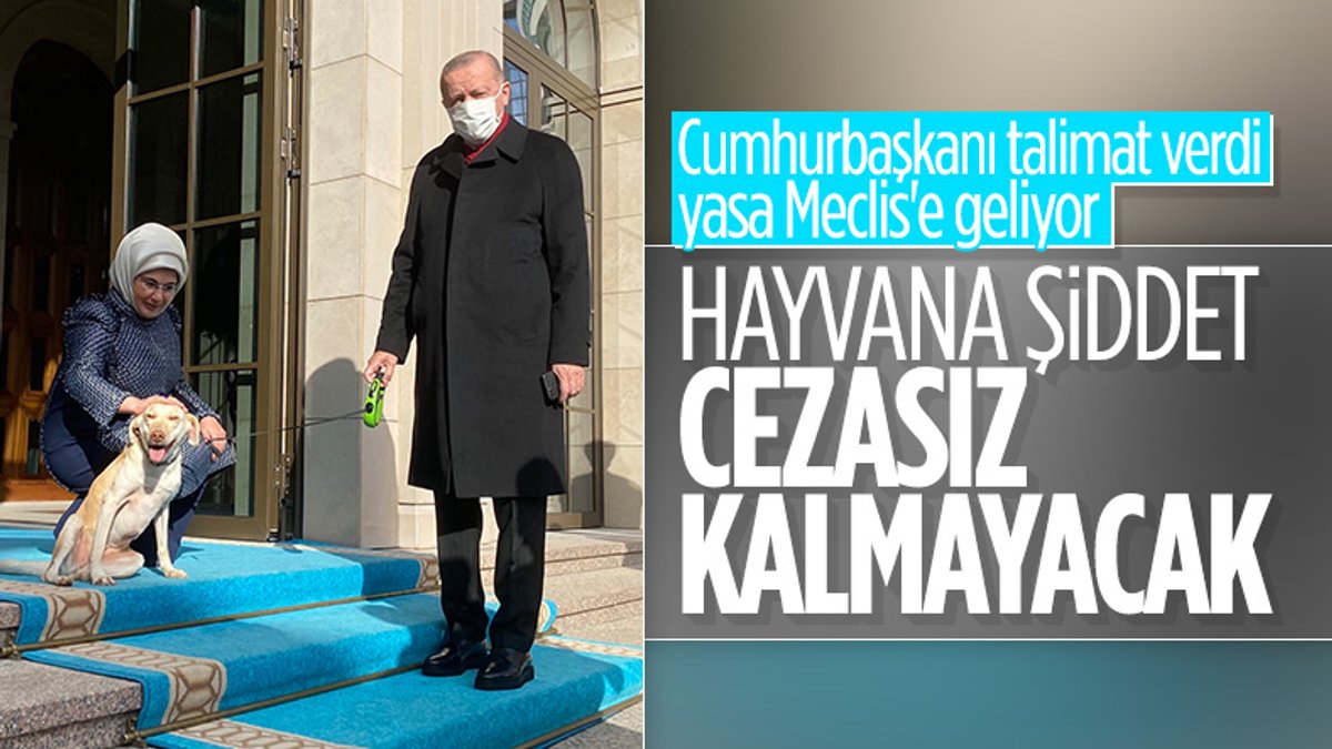 AK Partili Akbaşoğlu: Hayvan hakları ile ilgili çalışmalar yapıldı