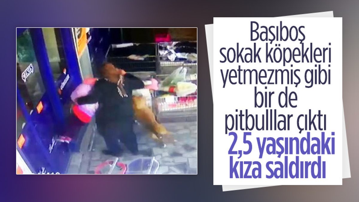 Ankara'da markete gelen minik Bahar'a pitbull saldırdı