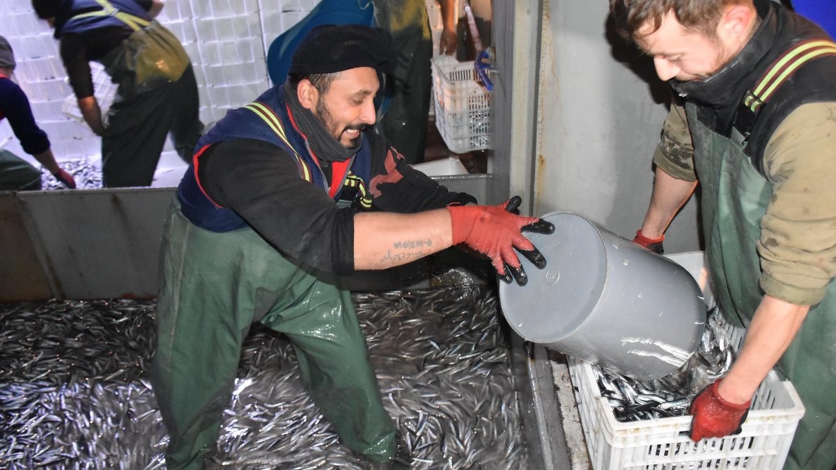 Balıkçılar, hamsi avının serbest olduğu İğneada'ya akın etti
