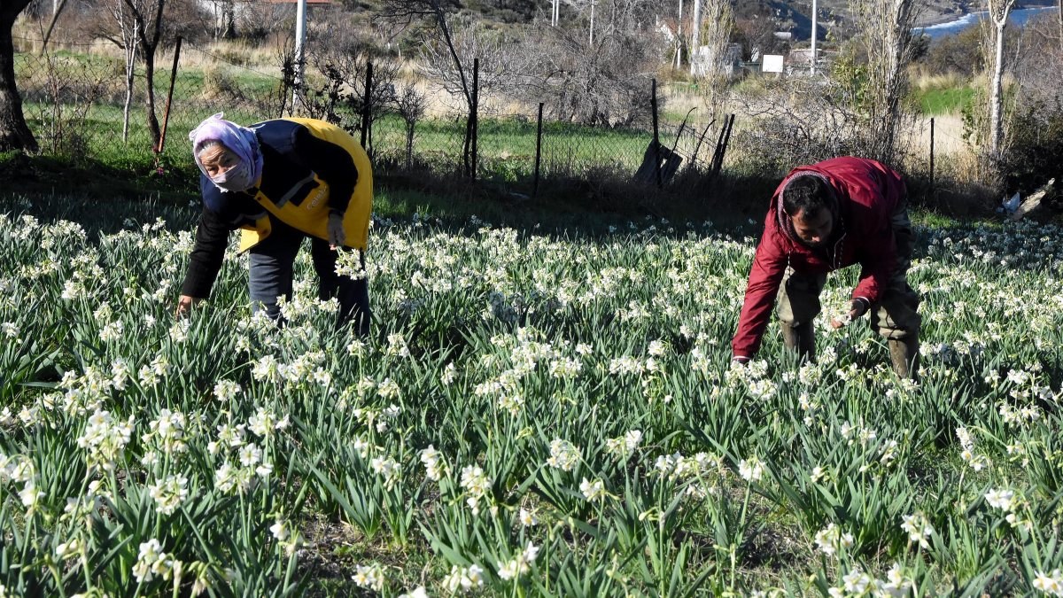 İzmir'de Karaburun nergislerinin son hasadı yapılacak