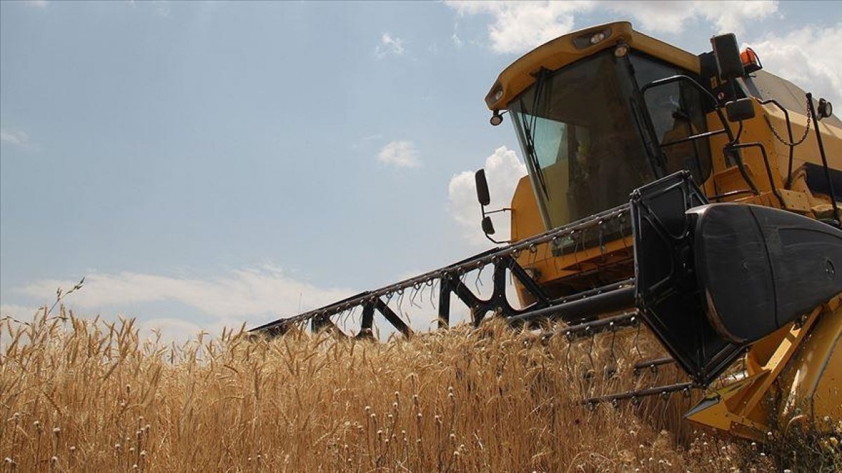 TMO: Yeni sezona kadar ekmeklik buğday stoku yeterli