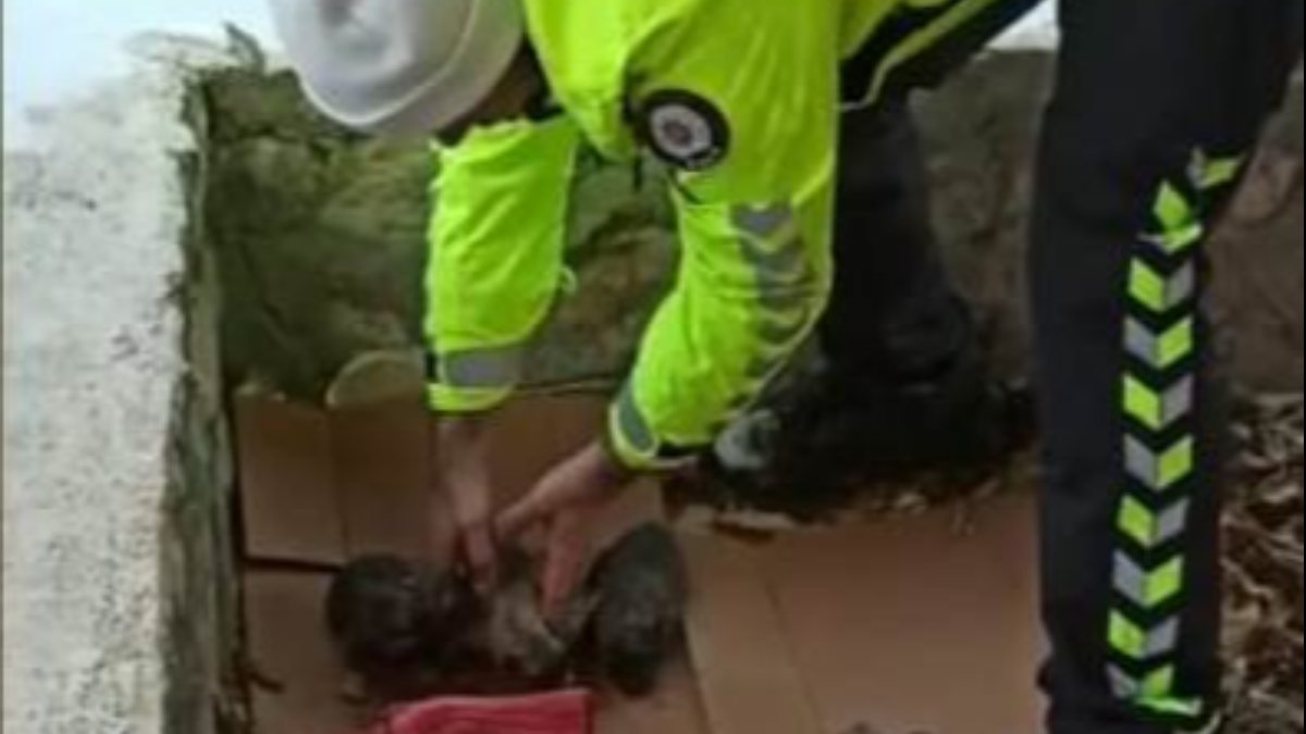 Malatya'da donmak üzere olan yavru köpeklere polis yardım etti