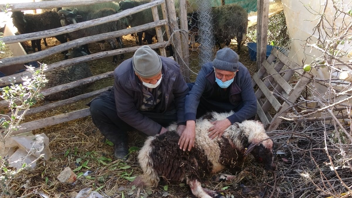 Mersin'de ağıla giren pitbulllar koyunlara saldırdı