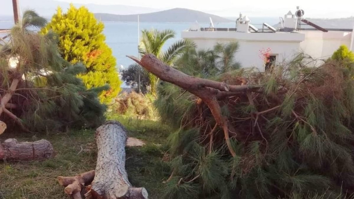 Bodrum'da deniz manzarasını kapatıyor diye ağaçları kestiler