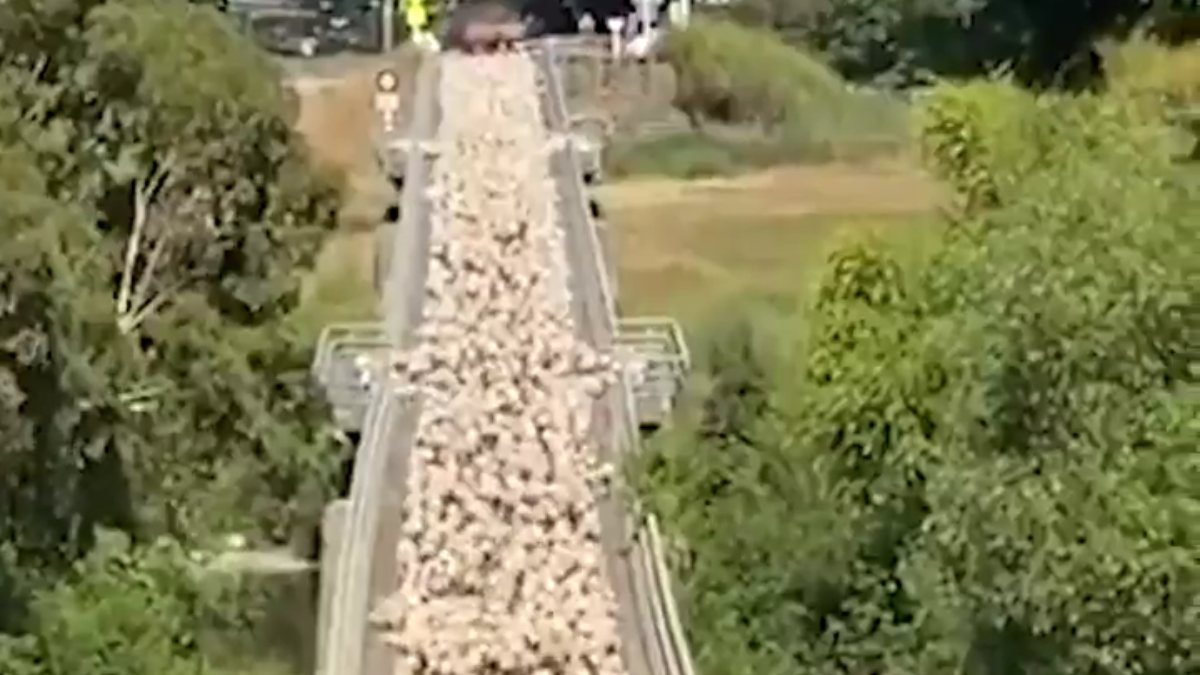 Yeni Zelanda'da köprüden geçen koyunların ilginç görüntüsü