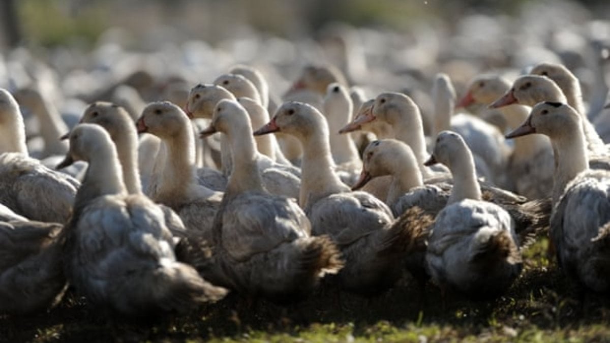 Fransa'da yaklaşık 2 milyon ördek, kuş gribi nedeniyle itlaf edildi