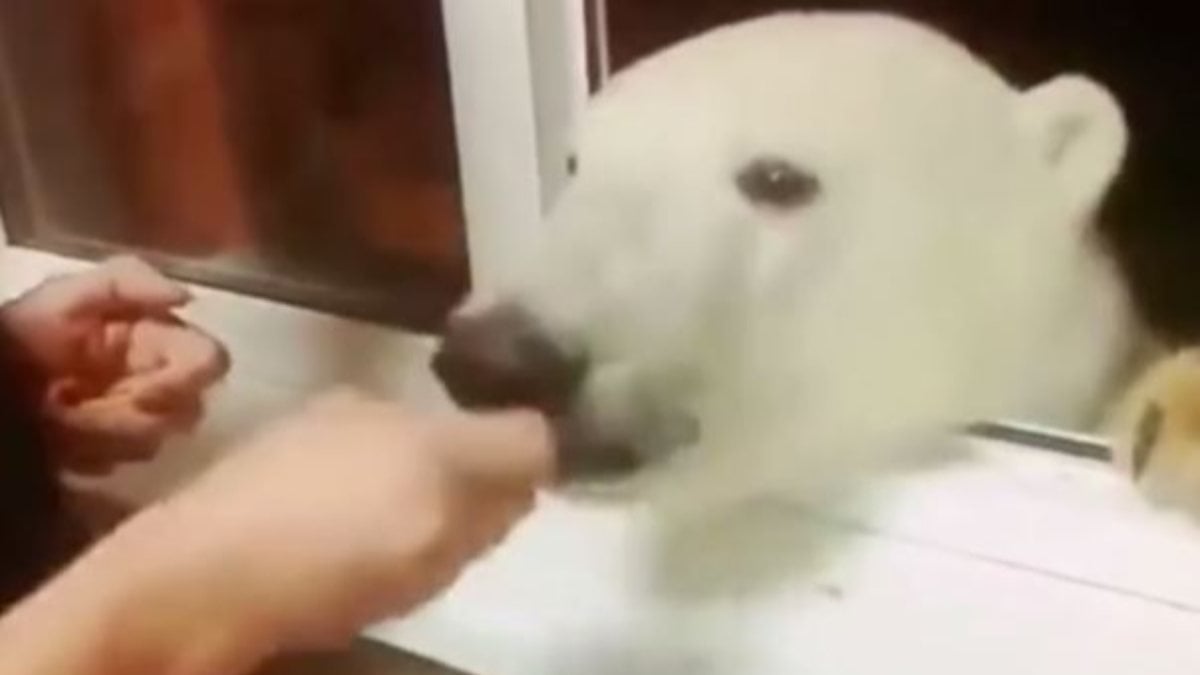 Rusya'da kutup ayısını elleriyle besledi