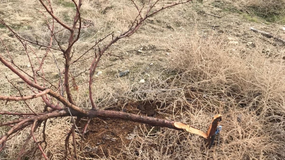 Elazığ'da ağaçlarını kesen kişiyi yakalamak için 17 bin TL harcadı