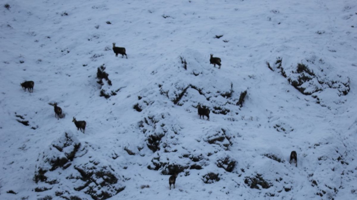 Tunceli'de, çengel boynuzlu şamualar görüldü