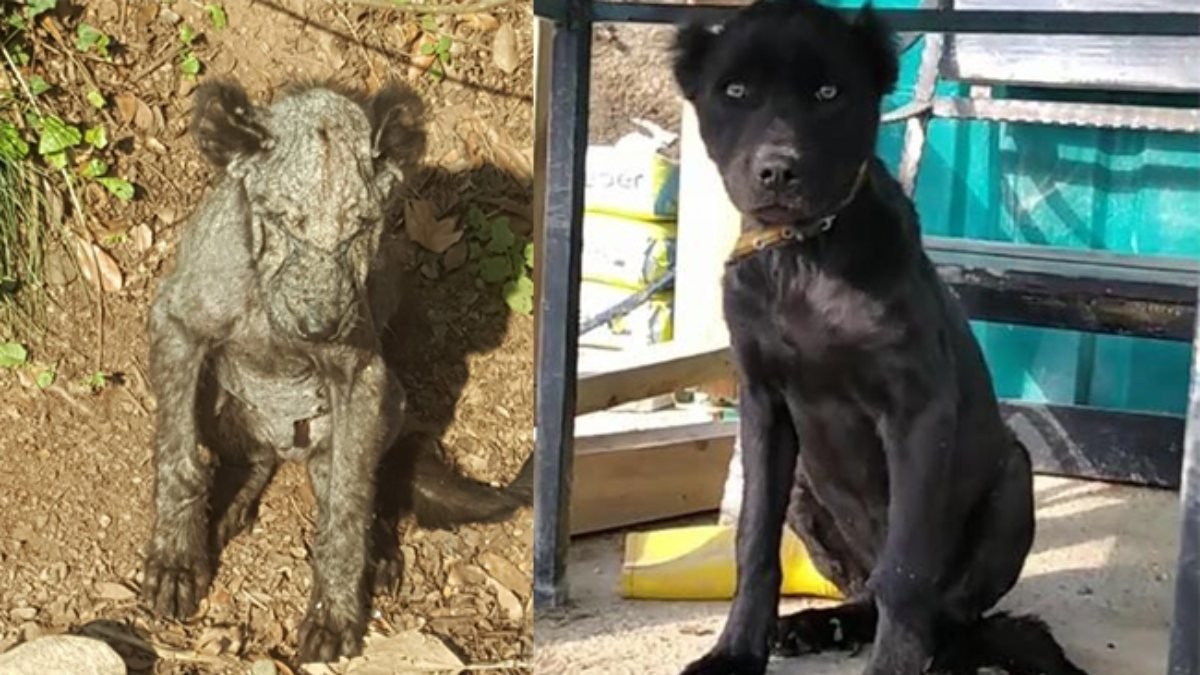 Kocaeli'de ölmek üzereyken bulunan köpek tedavi edildi