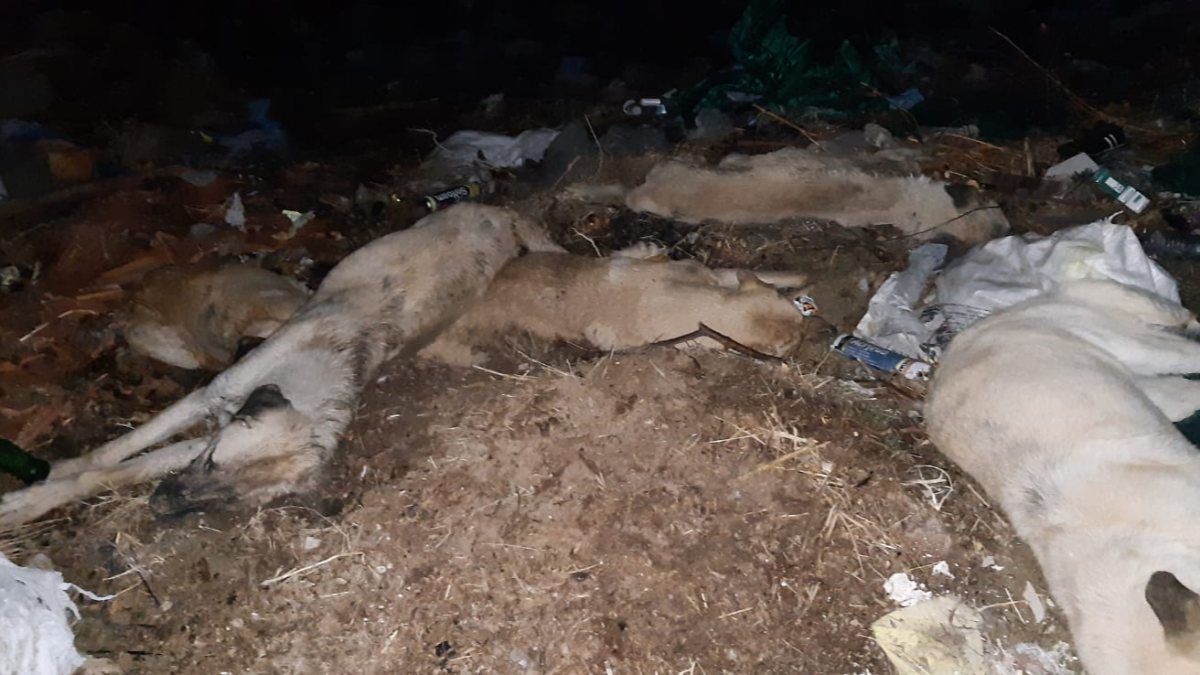 Nevşehir’de 9 sokak köpeği birbirine bağlı şekilde ölü bulundu