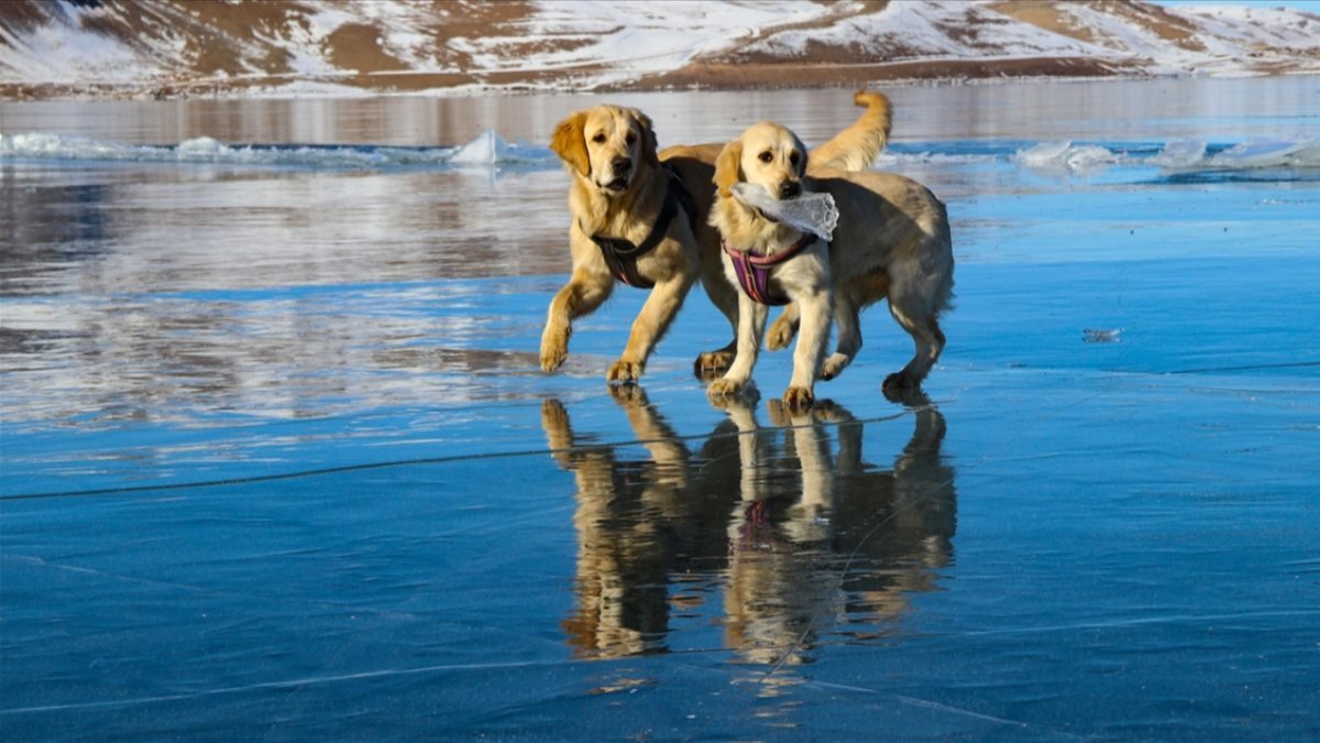 Iğdır'da donan Balık Gölü'nde oynayan köpekler gülümsetti