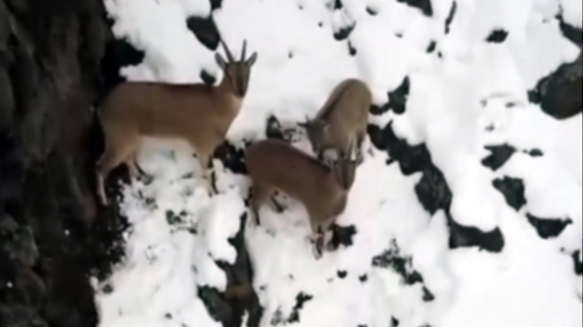 Erzincan'da drone'dan kaçan dağ keçileri