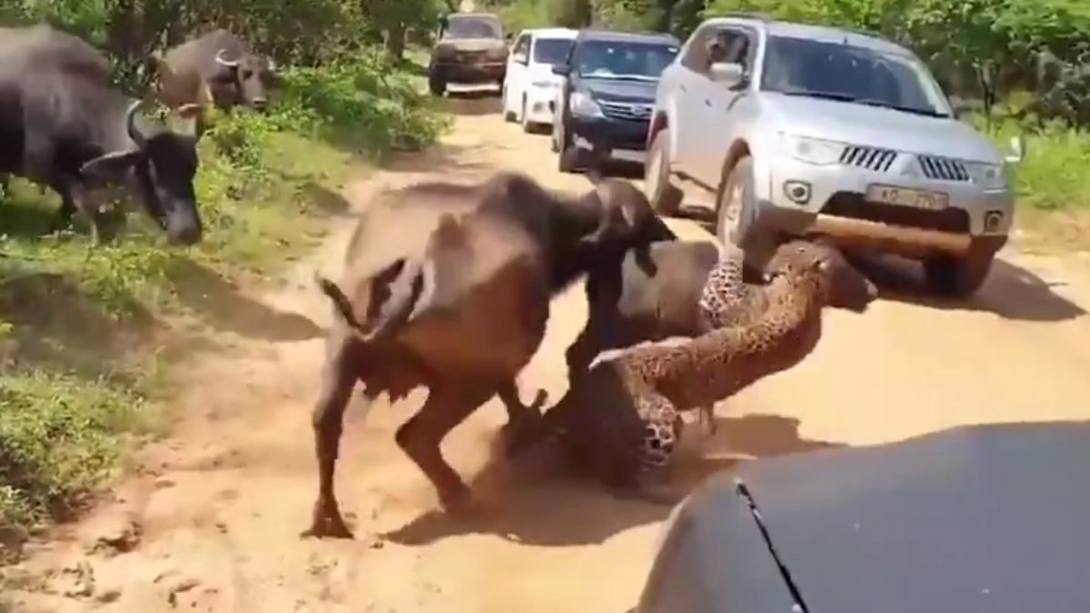 Sri Lanka'da manda, yavrusuna saldıran leoparı korkuttu