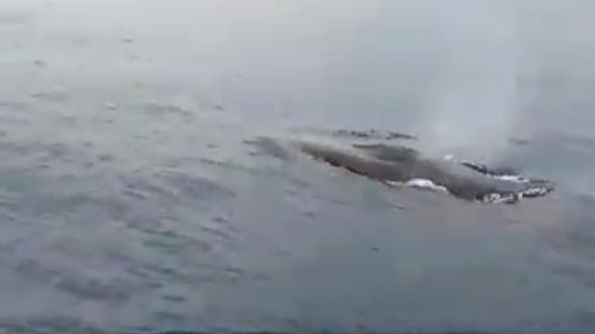 Adana açıklarında 15 metrelik  balina görüldü