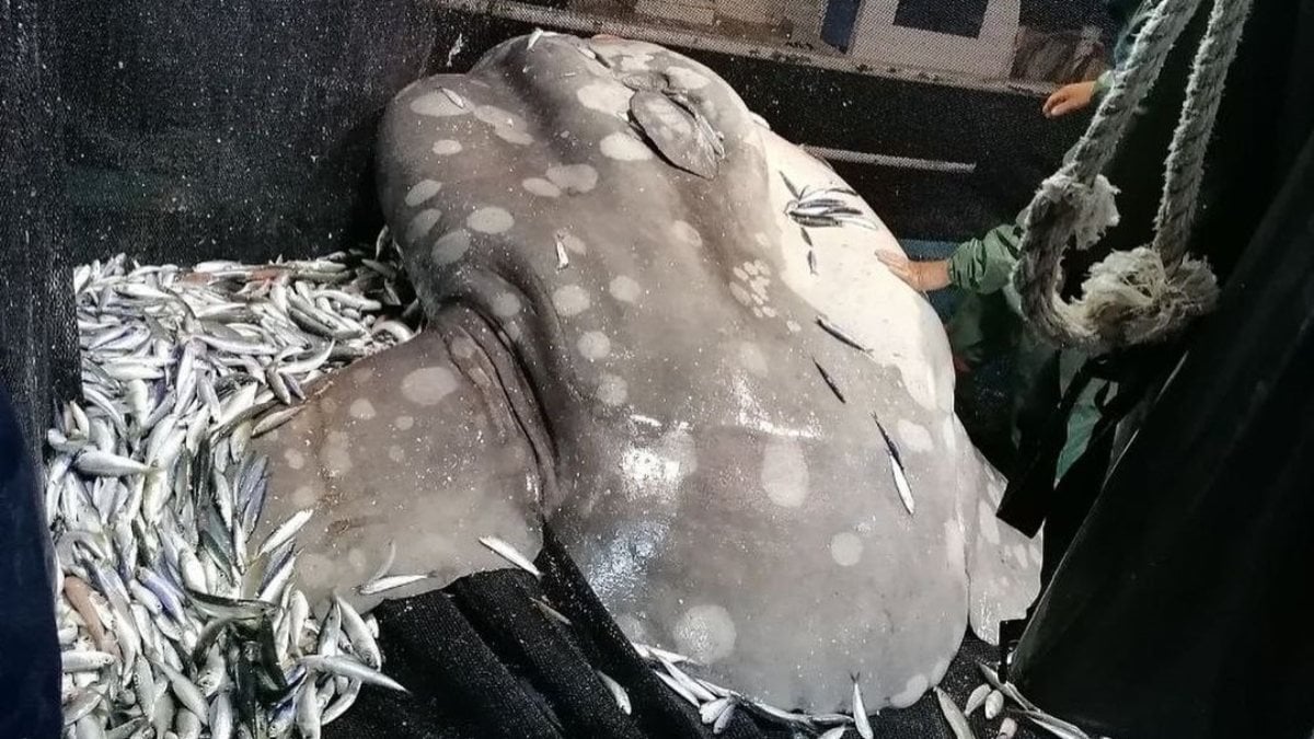 Adana'da balıkçıların ağına nesli tehlikede olan ay balığı takıldı
