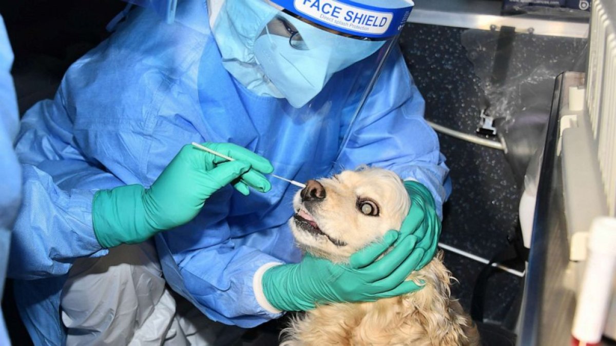 Güney Kore’de evcil kedi ve köpeklere koronavirüs testi uygulanıyor