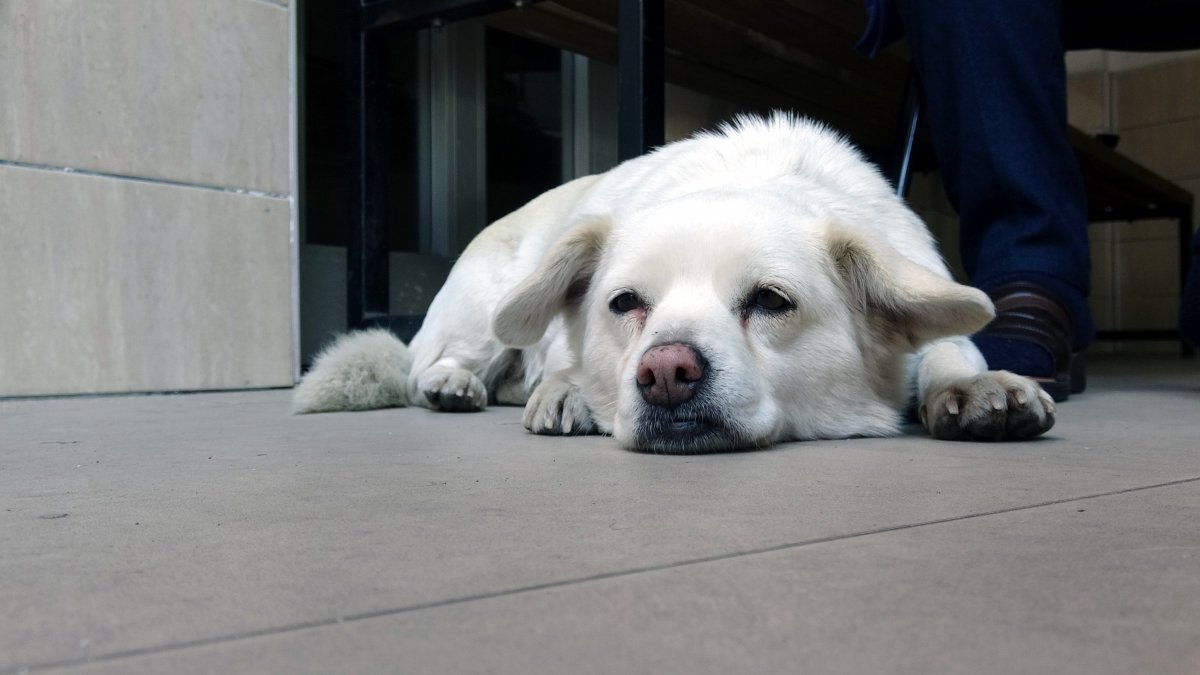 Trabzon'un 'Hachiko'su Japonya'da gündeminde