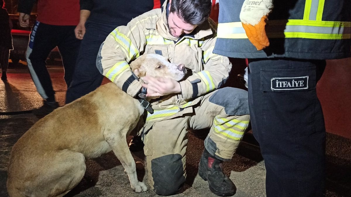 Bursa'da köpeğe kalp masajı yaparak kurtardılar