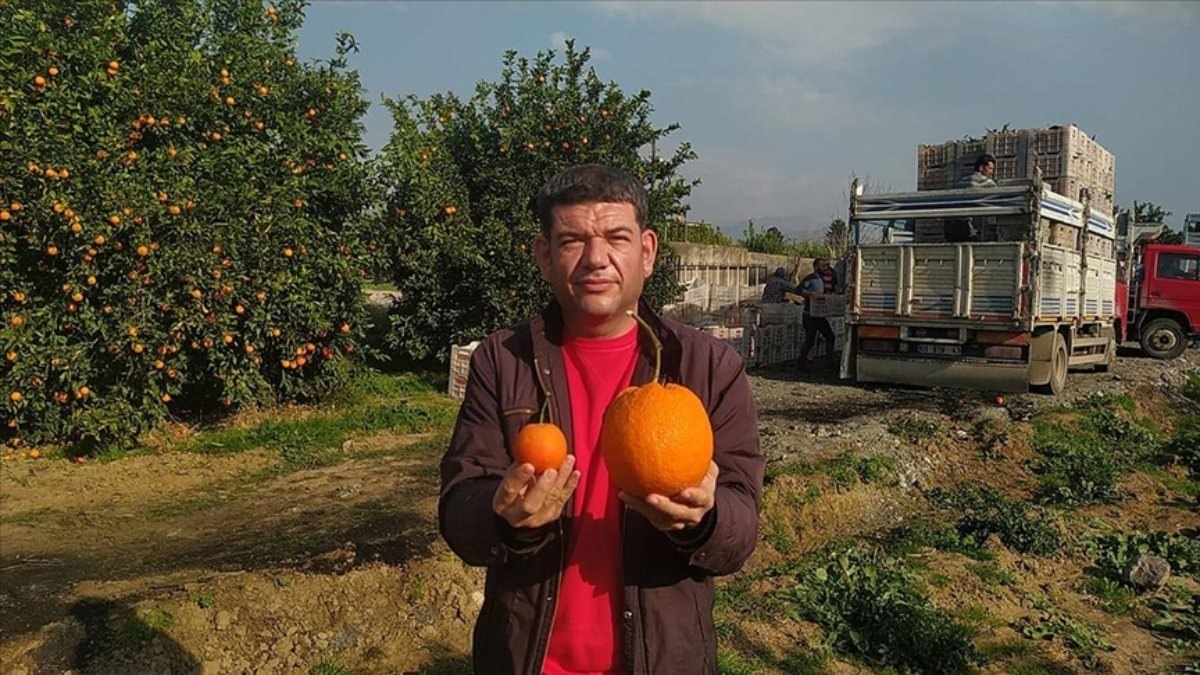 Adana'da 1 kilo 260 gramlık portakal görenleri şaşırttı