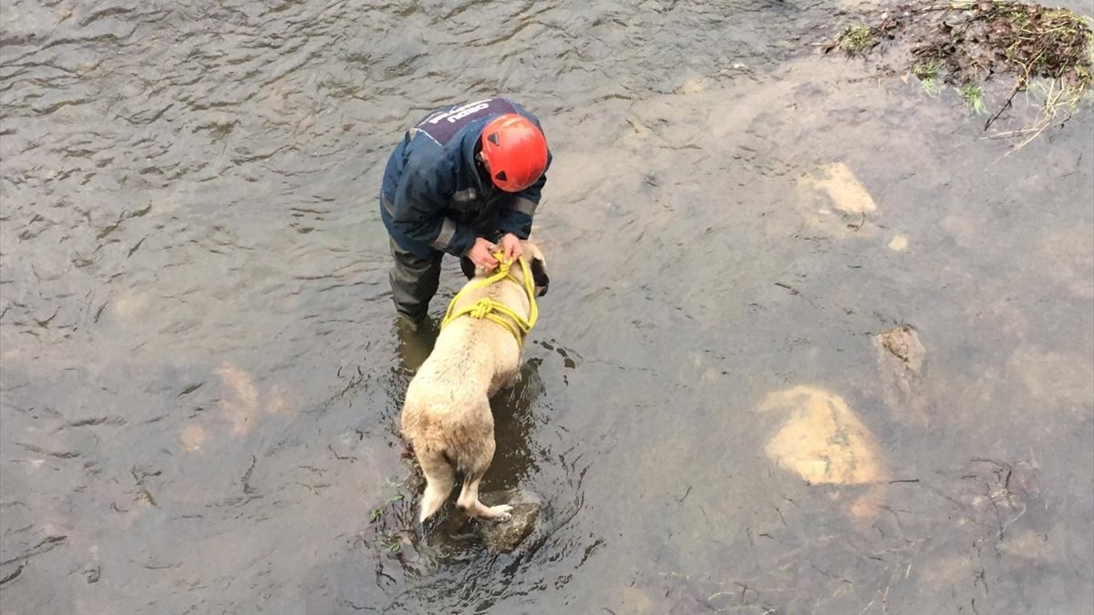 Ordu'da buz gibi suda mahsur kalan köpek kurtarıldı