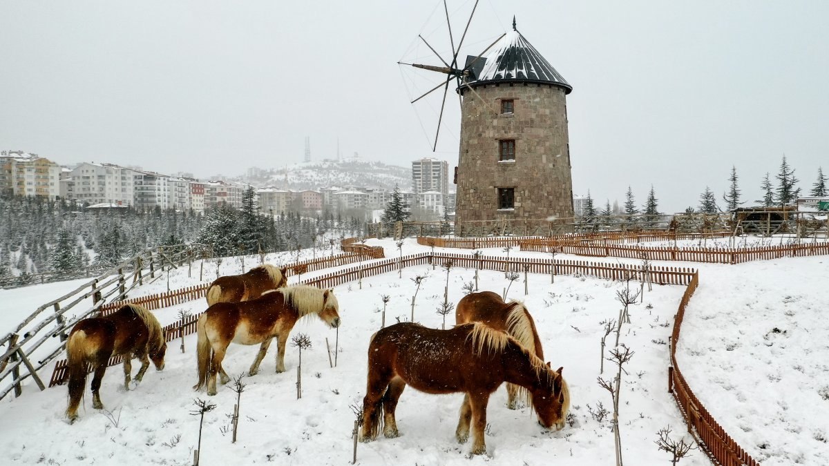 İzmir'de faytonların kaldırılması ile özgür kalan atların kar keyfi