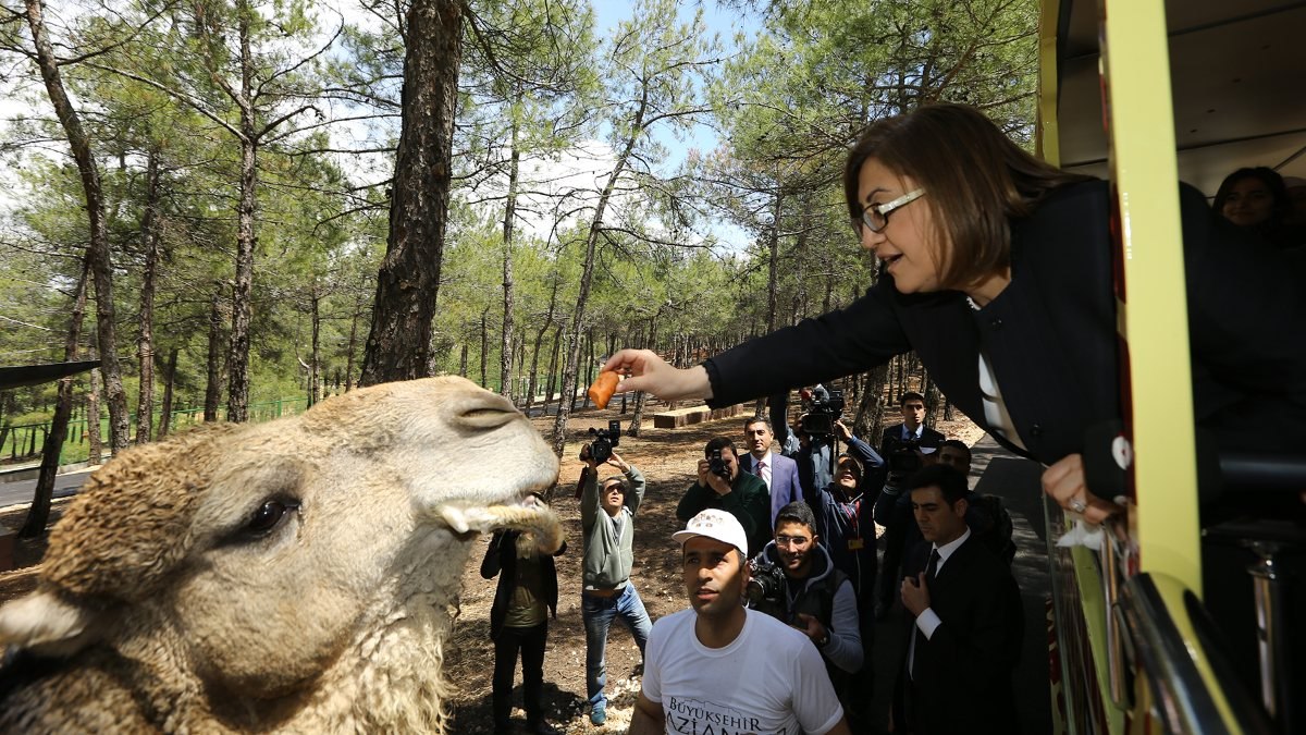 Türkiye'nin ilk ve tek safari parkı Gaziantep'te