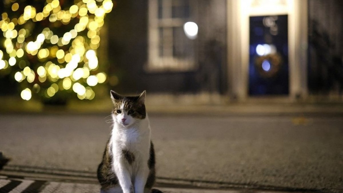 İngiltere’de kedi Larry, 10 yıldır görevde