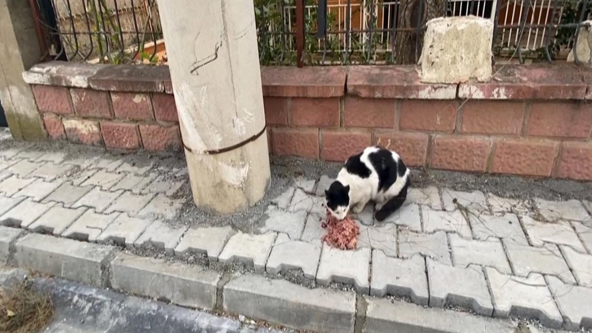 Aydın'da yazlık evde mahsur kalan kedi kurtarıldı