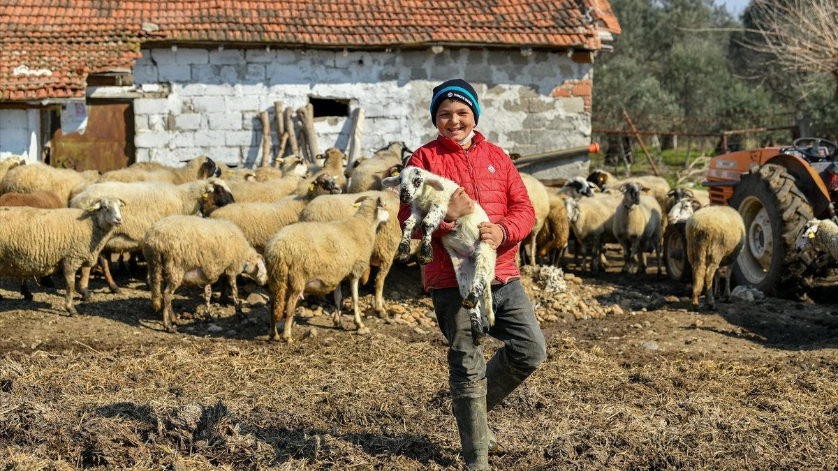 Sosyal medya fenomeni Havranlı Şevki Savran'ın koyunları sigortalandı