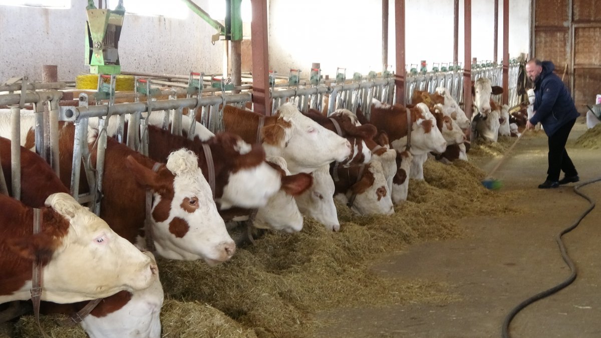 Muş’ta 2 milyon lira devlet desteği ile süt çiftliği kurdu