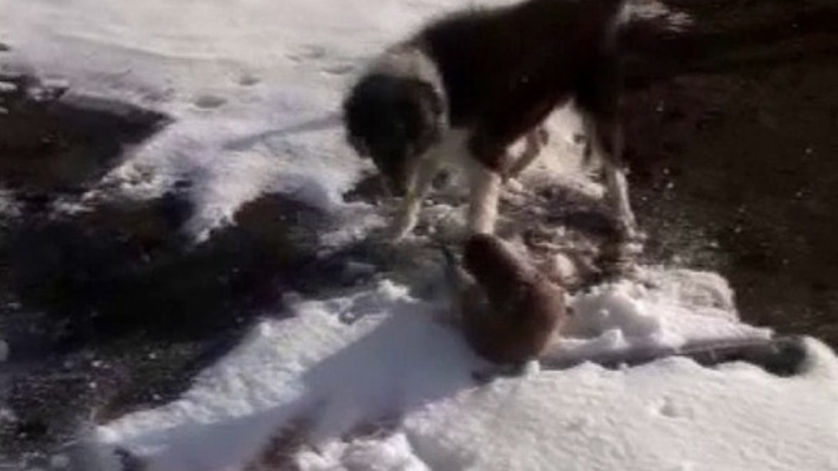 Ardahan'da su samuru, köpeklerin elinden son anda kurtuldu