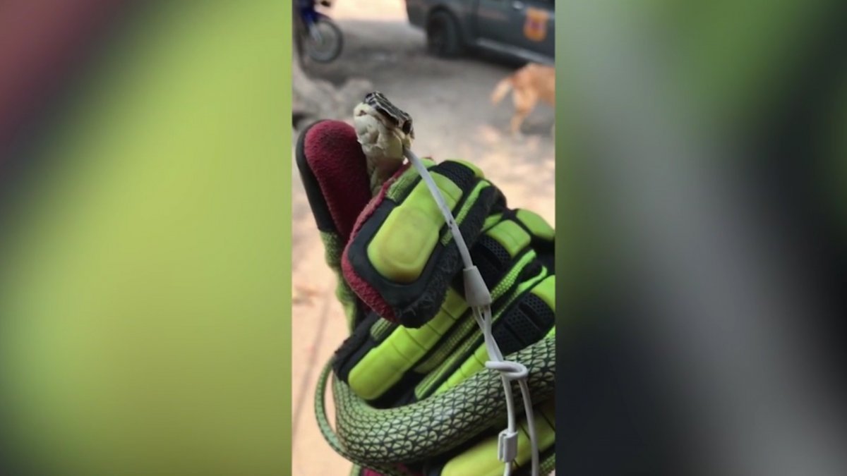 Tayland’da kulaklık yemeye çalışan yılan kurtarıldı