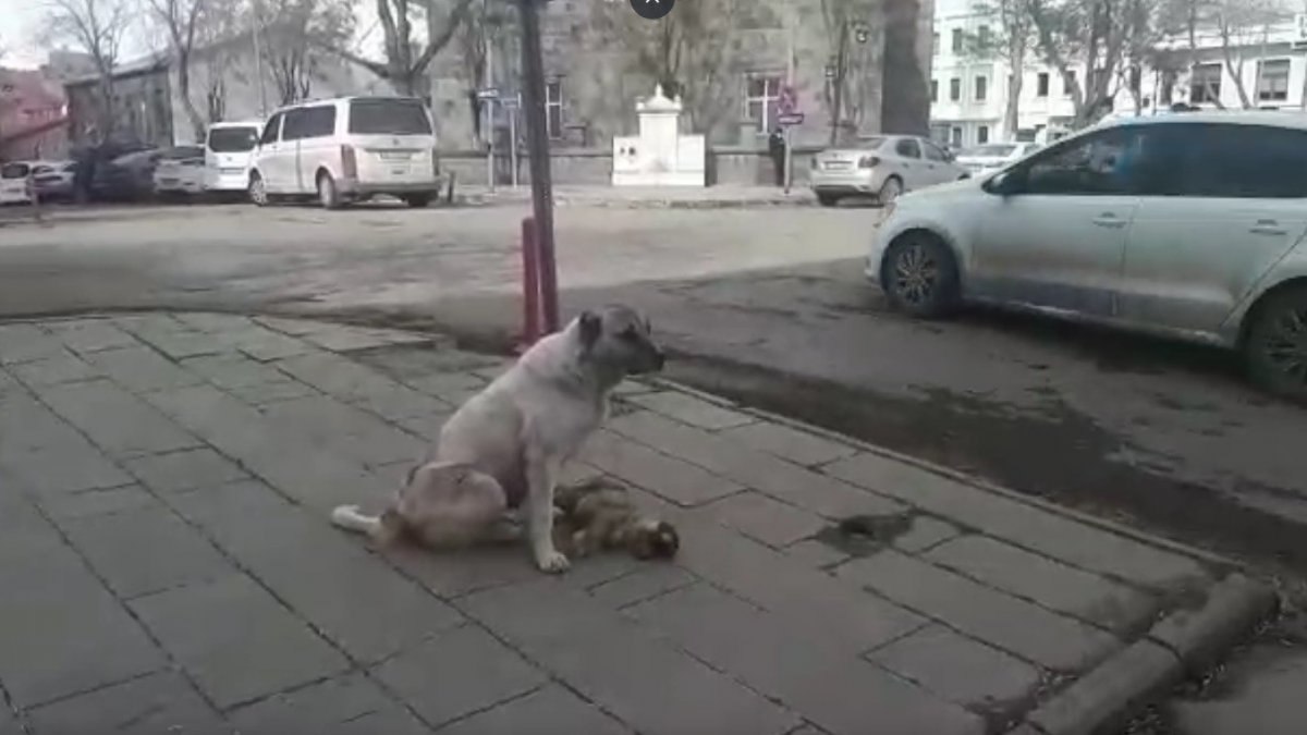 Kars'ta bir sokak köpeği, ölen yavrusunun başında saatlerce bekledi